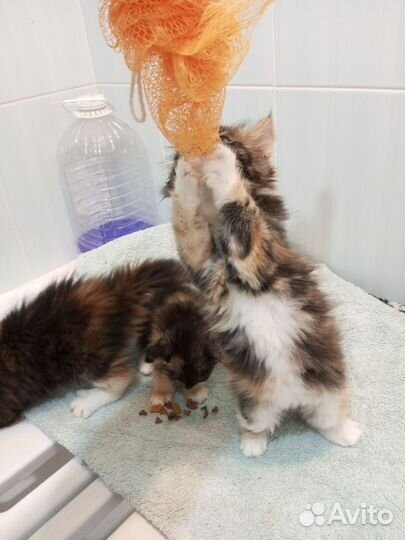 Сибирские котята