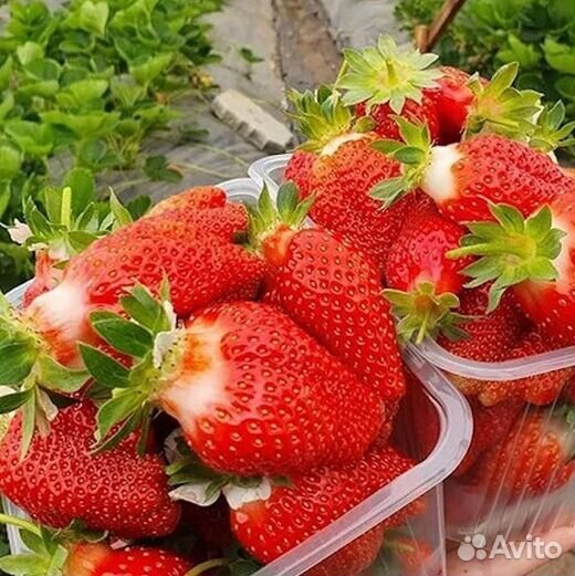 Рассада клубники Брилла