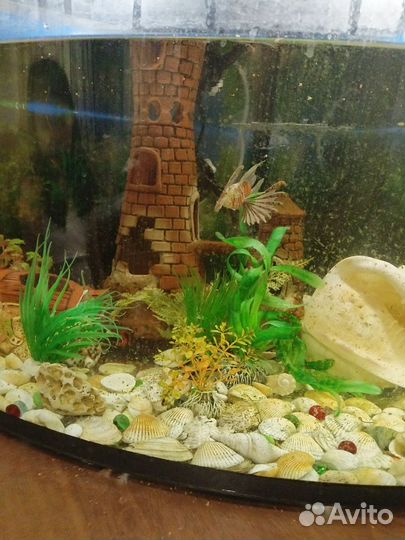 Аквариум