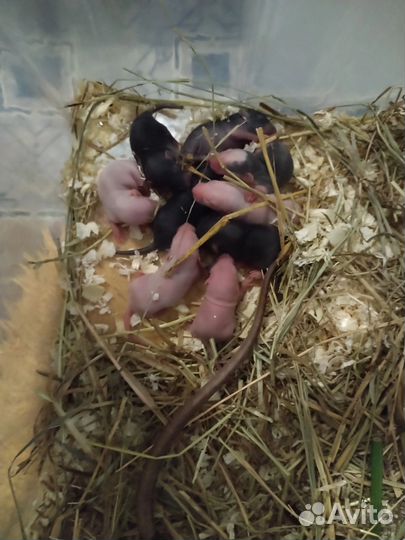 Крысята дамбо