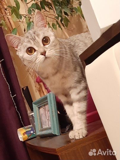 Отдам британочку