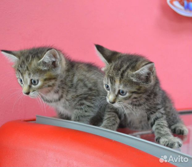 Котята девочки