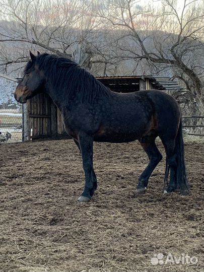 Жеребец тяжеловоз