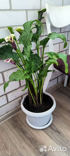 Калла пикассо