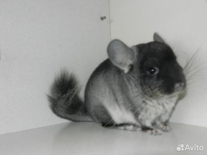 Шиншилленок, самец,черный бархат