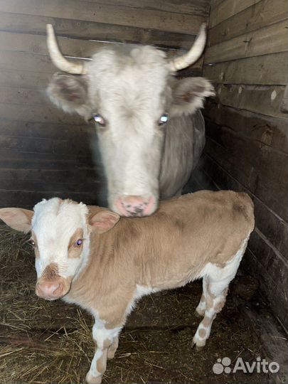 Корова с бычком