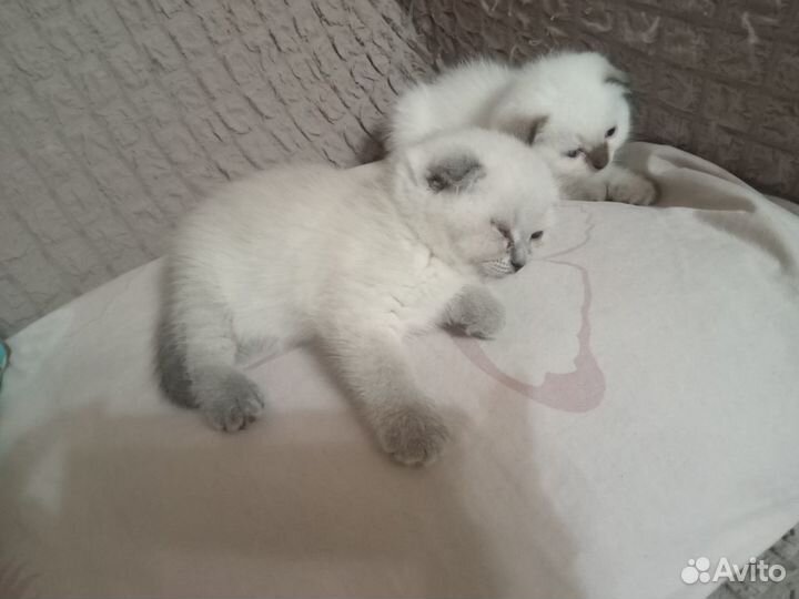 Шотландский вислоухий кот вязка