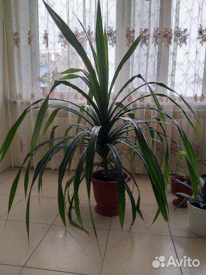 Пальма панданус