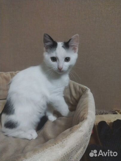 Кошка мышеловка