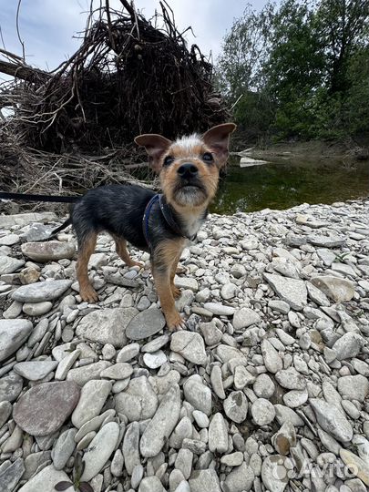 Мальчик метис Йорка и Джека