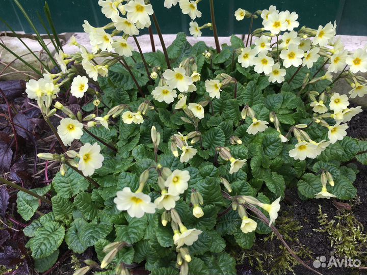 Примула, бруннера