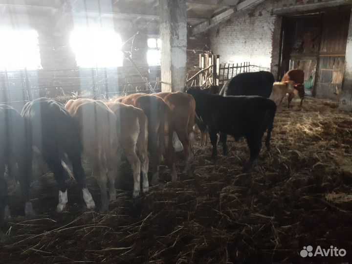 Бычки телки с подсоса