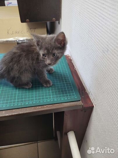 Серый котенок