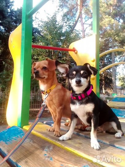 Щенки метисы в добрые руки