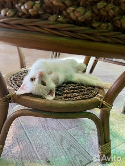 Кошка в дар бесплатно