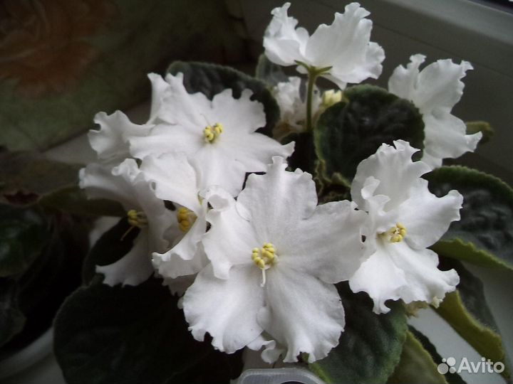 Фиалка белая