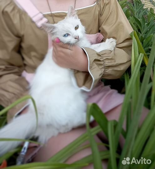 Кошка с разными глазами