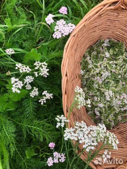 Тысячелистник сушеный