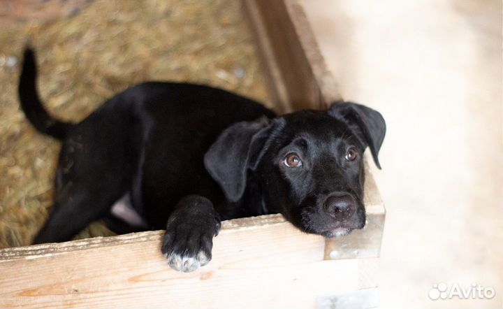 Ищет дом щенок не крупной Собачки Тилли