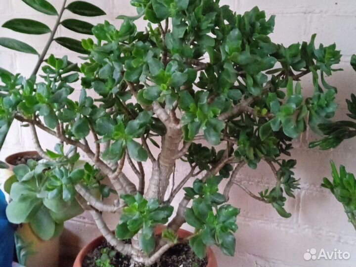 Крассула толстянка