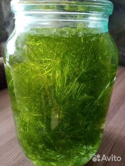Аквариумное растение
