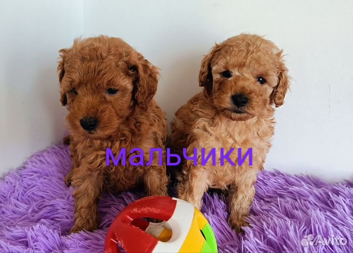 Пуделя
