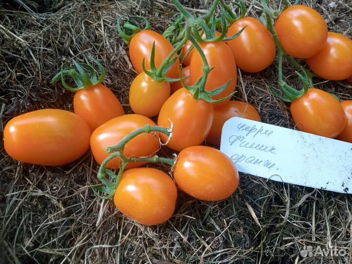 Семена томатов коллекционные
