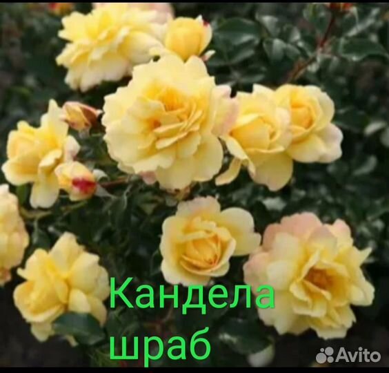 Саженцы роз