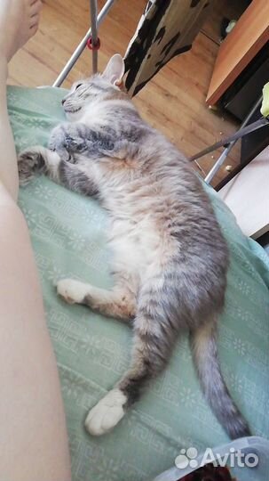 Отдам кошечку в хорошие руки