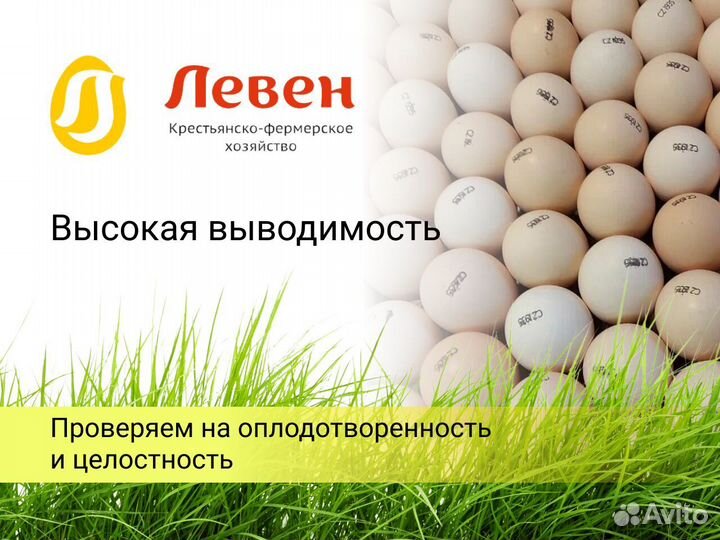 Инкубационное яйцо. Кобб 500 и Росс 308