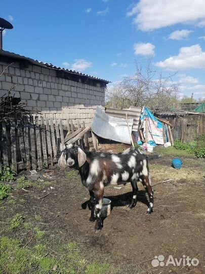 Козёл икозлята