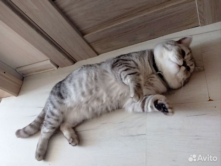 Шотландский кот вязка