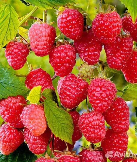 Саженцы ремонтантной малины Карамелька