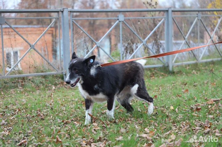 Собака в добрые руки