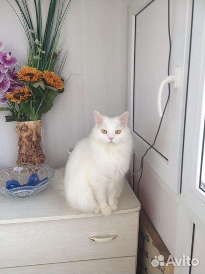 Кот в добрые руки