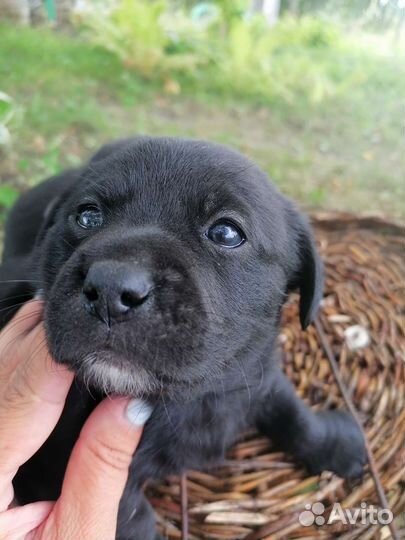 Собаки щенки бесплатно