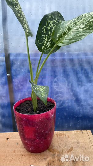 Диффенбахия