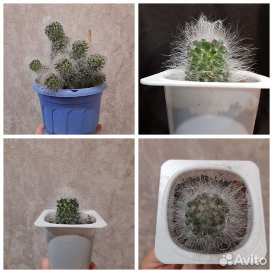 Кактус эхиносис, молочай, маммилярия, дерево любви