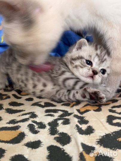 Котодетки шотландские