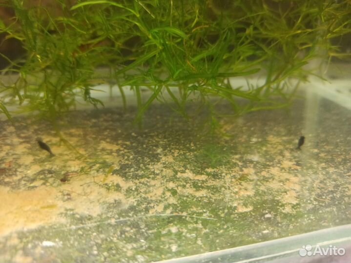 Аквариумные креветки черные