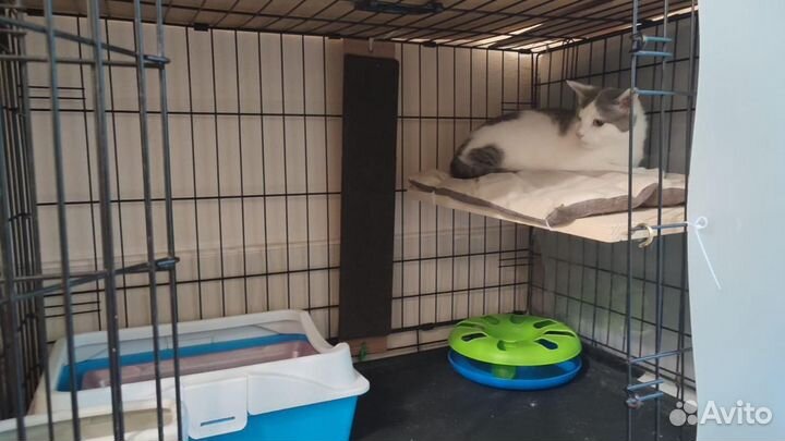 Котик ищет дом