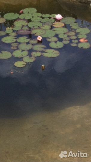 Водяные лилии для пруда