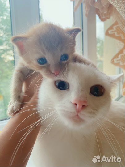 Котята от красивой мамы кошки