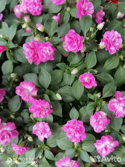 Черенки неукор