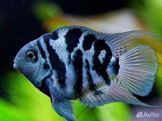 Аквариумные рыбки попугай