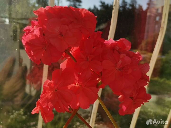 Герань пеларгония