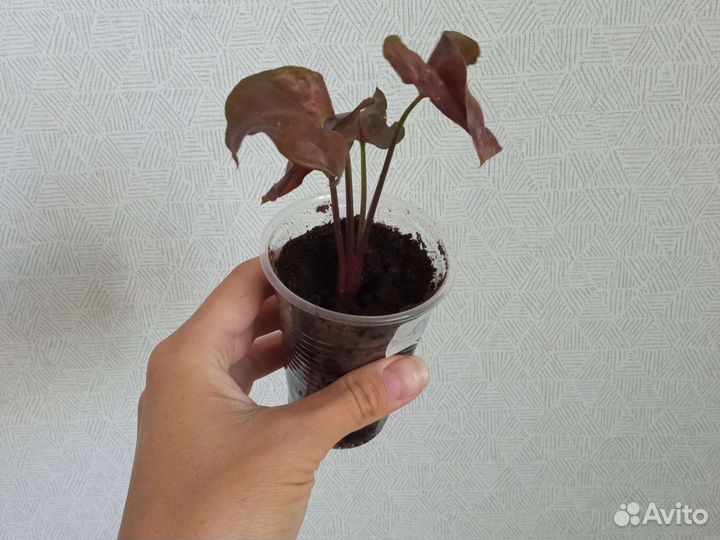 Сингониумы сортовые