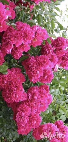 Розы плетистые чайно-гибридные