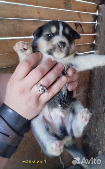 Сибирский хаски