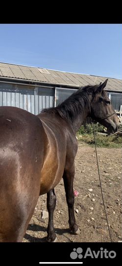 Жеребчик карачаевской породы, возраст 1,5